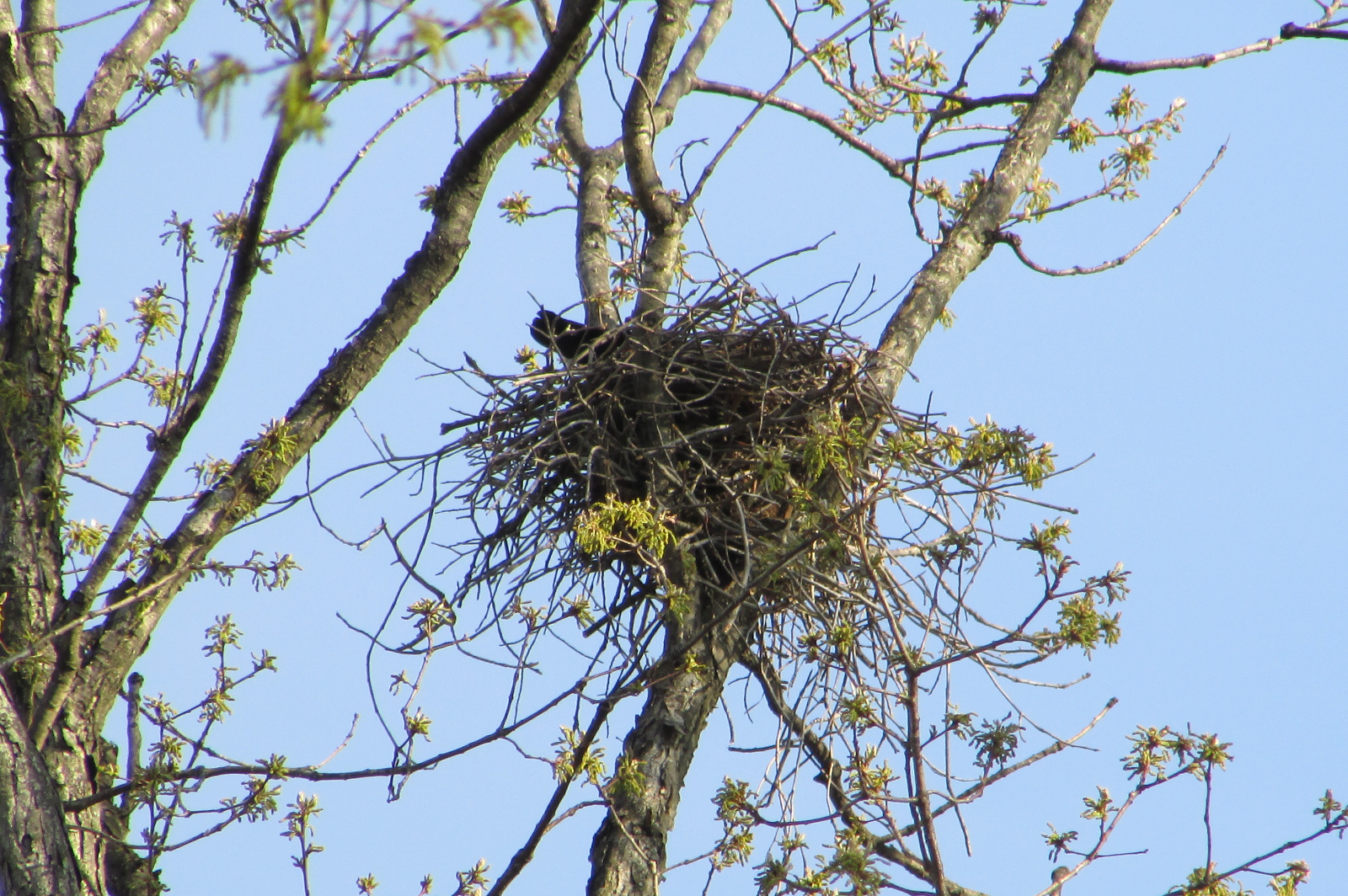 A squirrel's nest on a tree branch, against light blue sky